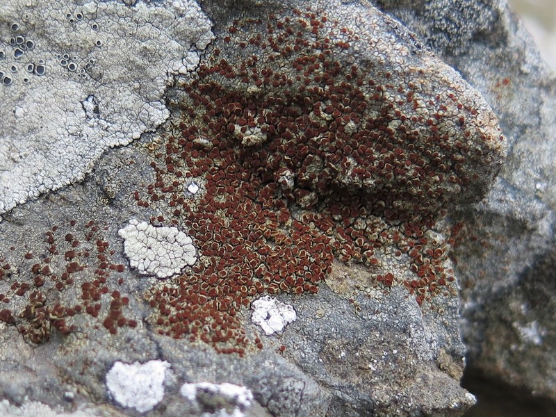 Orange Lichen photo 5