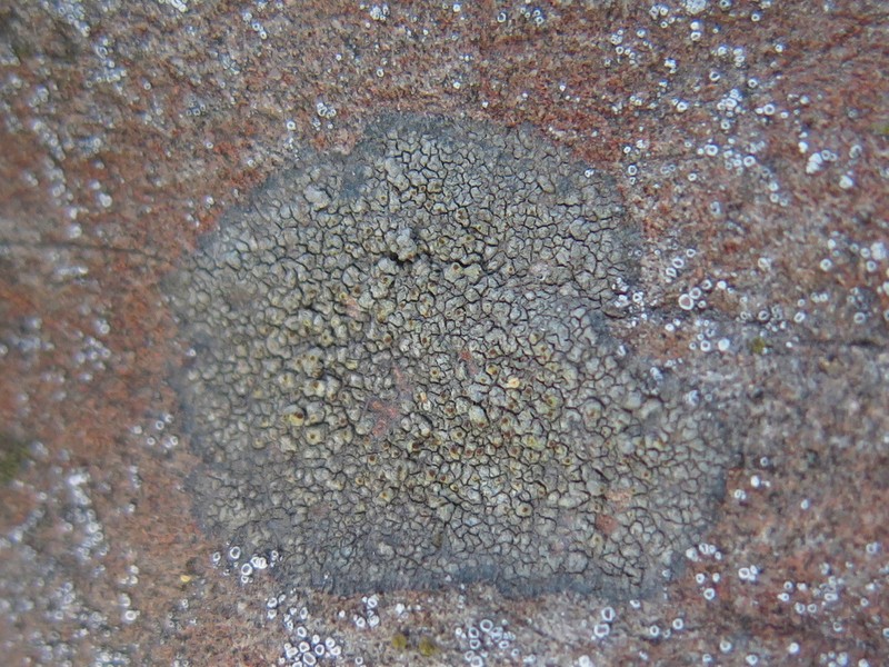 Orange Lichen photo 6