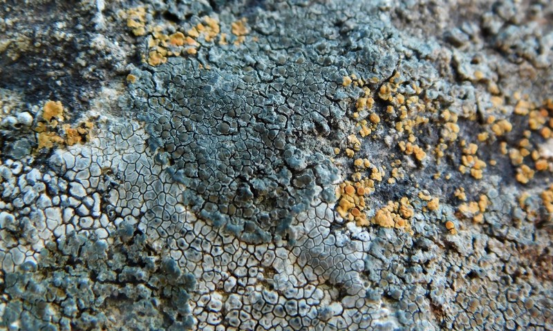 Orange Lichen photo 7