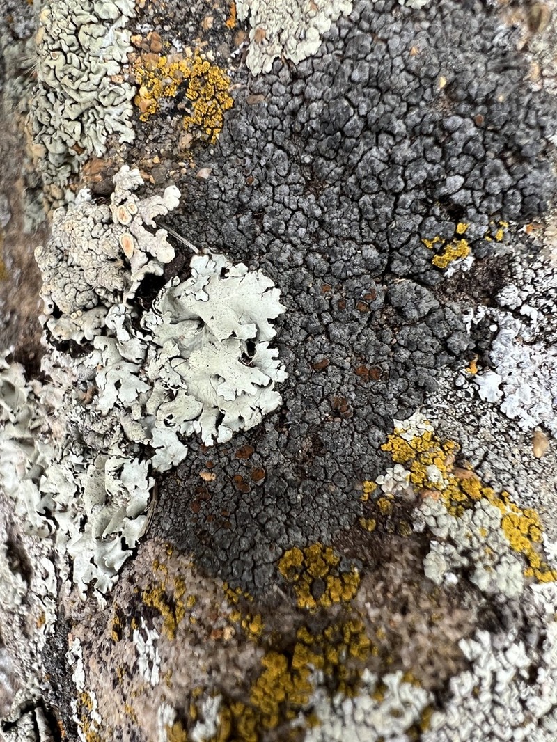 Orange Lichen photo 8