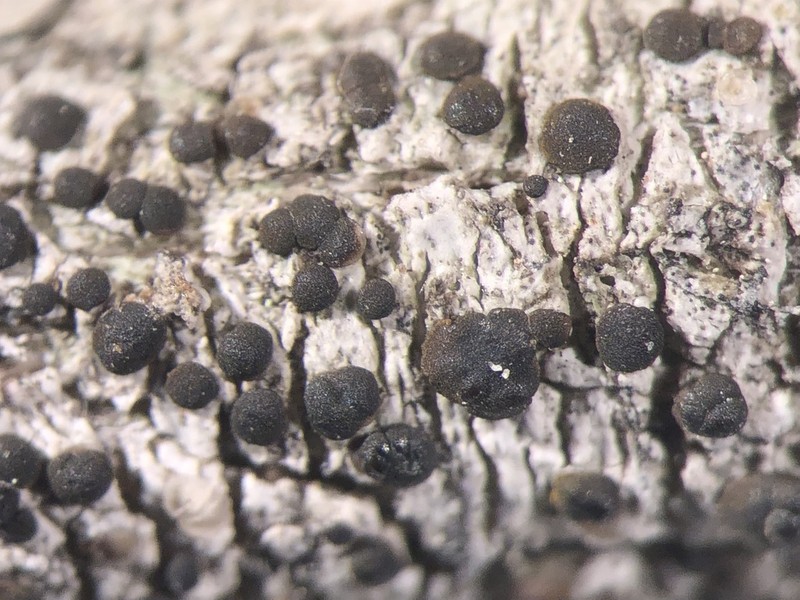 Pollin's Orange Lichen