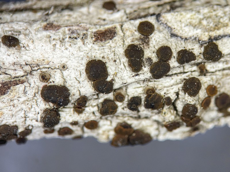 Pollin's Orange Lichen photo 2