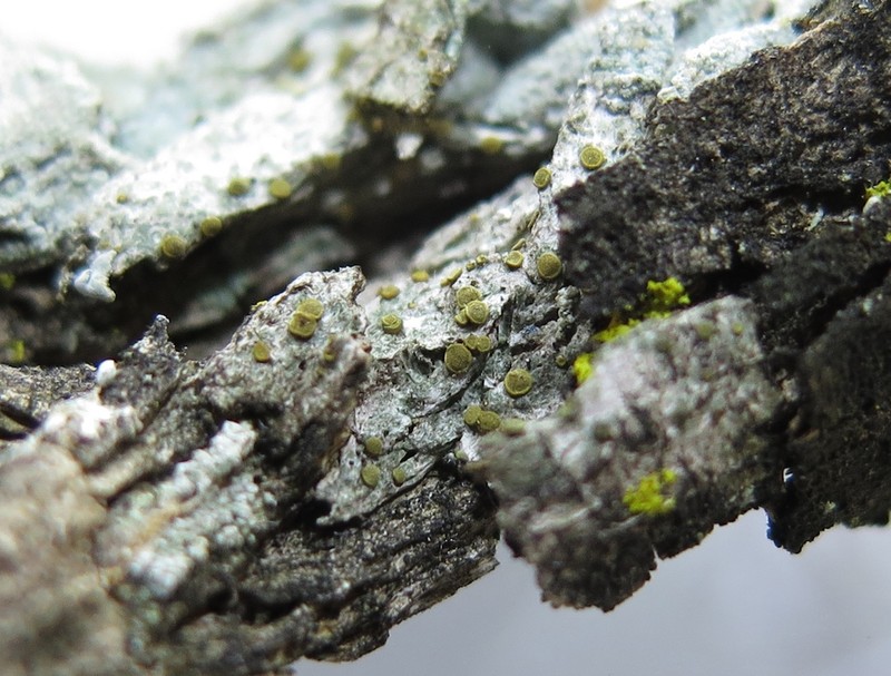 Pollin's Orange Lichen photo 3