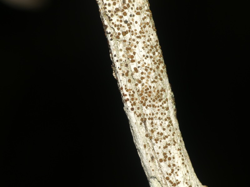 Pollin's Orange Lichen photo 4