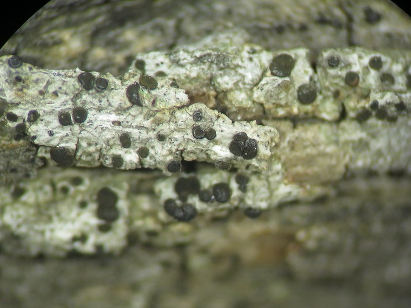 Pollin's Orange Lichen photo 5