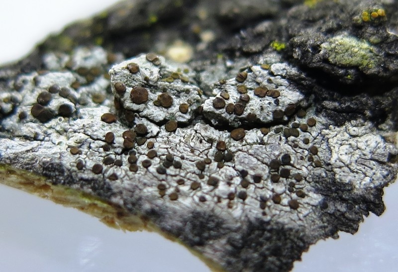 Pollin's Orange Lichen photo 7