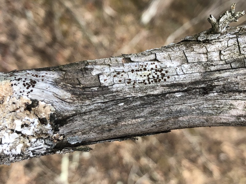 Pollin's Orange Lichen photo 8
