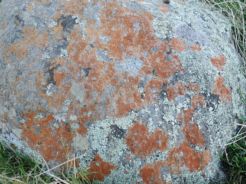 Rose's Orange Lichen