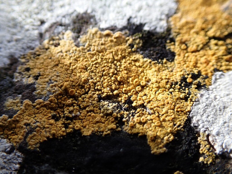 Rose's Orange Lichen photo 2