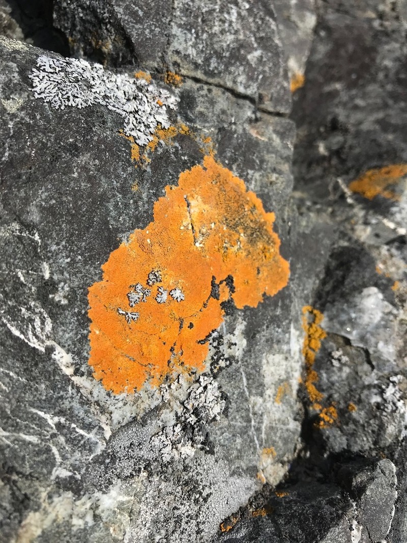 Rose's Orange Lichen photo 3