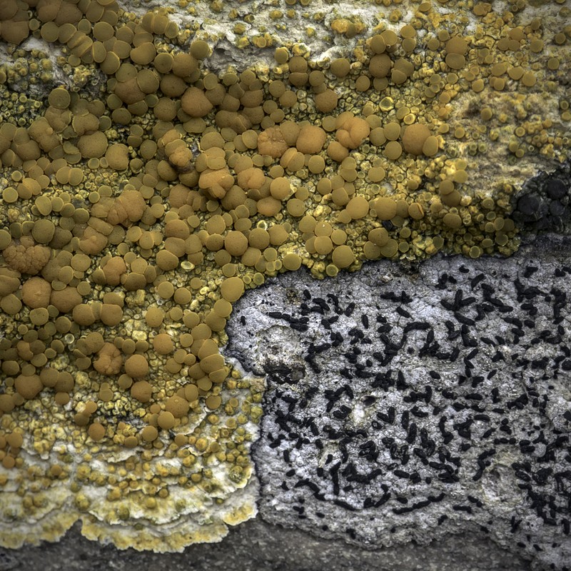 Rose's Orange Lichen photo 4