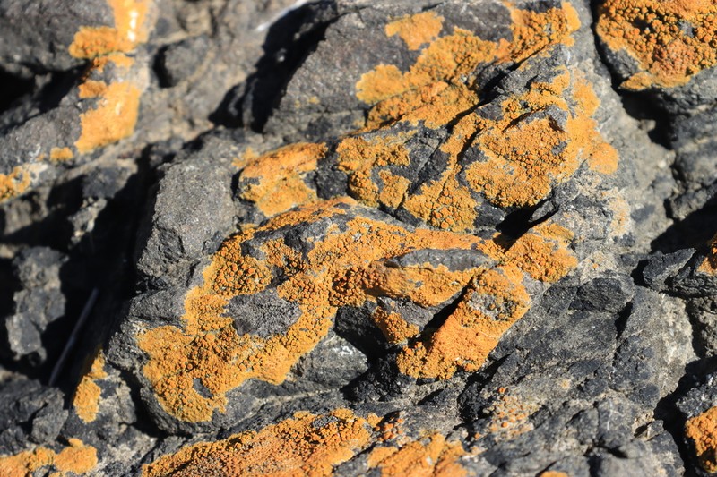 Rose's Orange Lichen photo 5