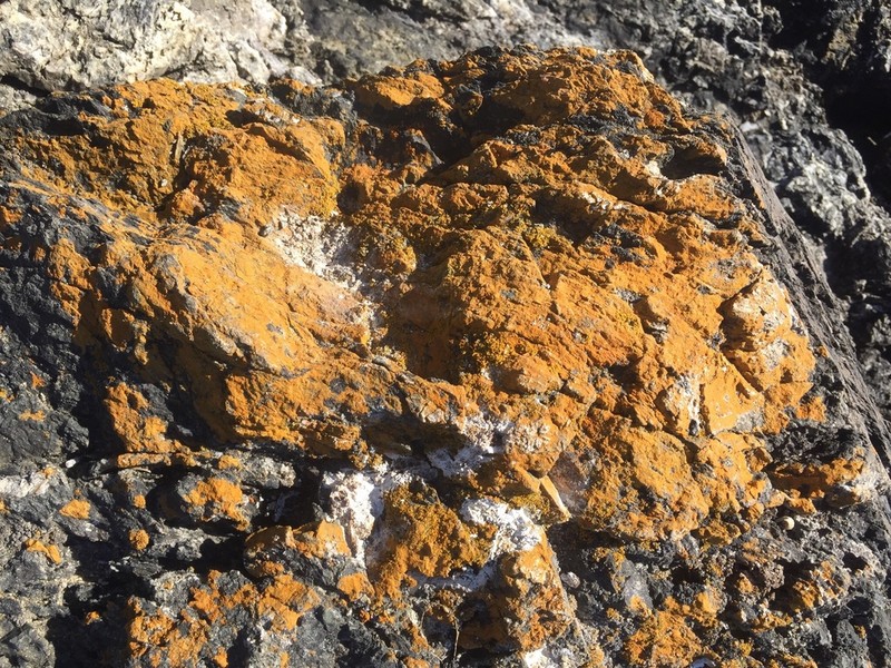 Rose's Orange Lichen photo 6