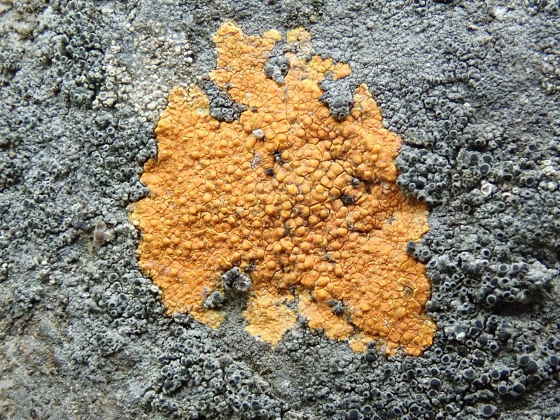 Rose's Orange Lichen photo 7