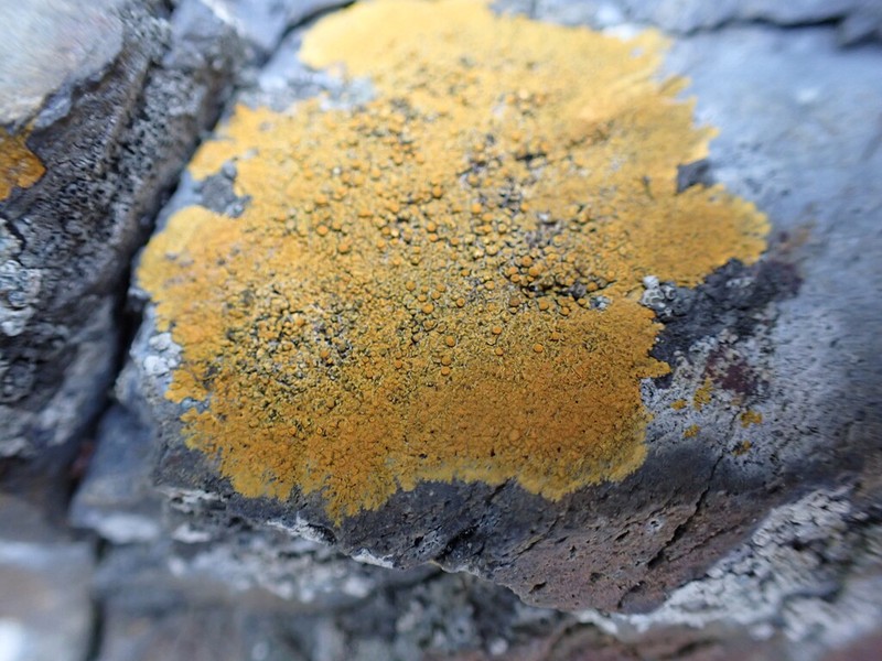 Rose's Orange Lichen photo 8