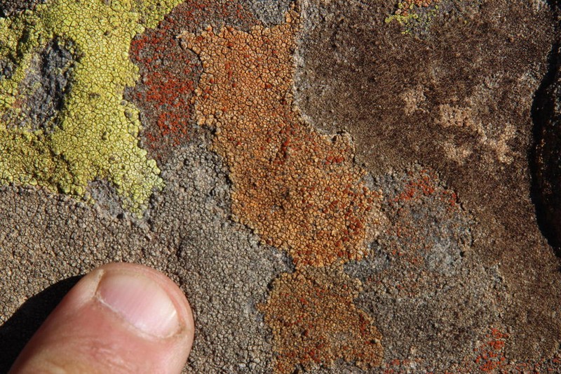 Orange Lichen
