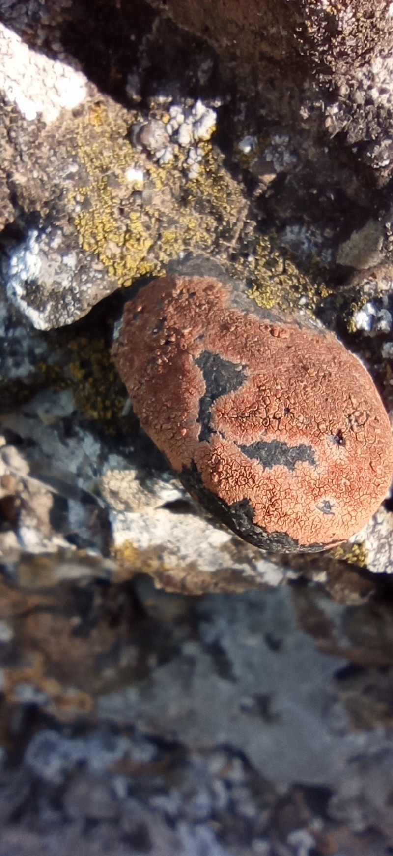 Orange Lichen photo 3