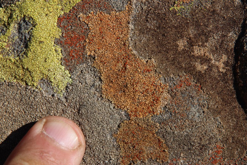 Orange Lichen photo 4