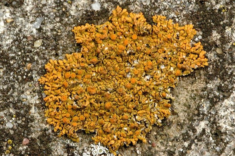 Orange Lichen