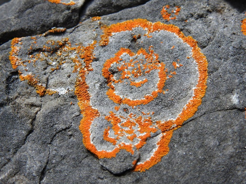 Orange Lichen photo 2