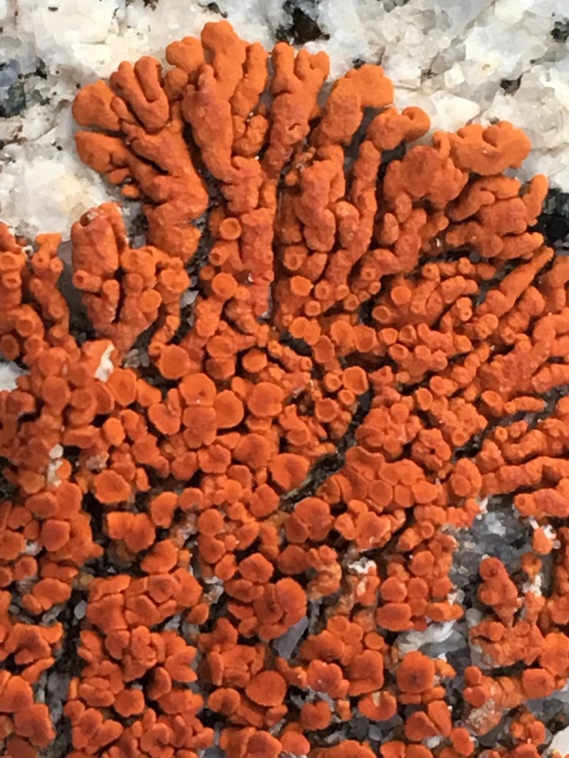 Orange Lichen photo 3