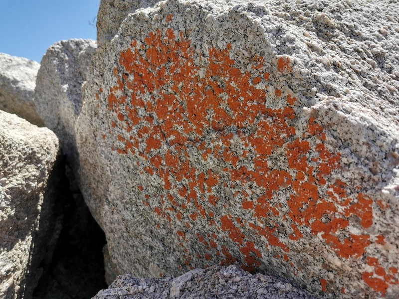 Orange Lichen photo 4
