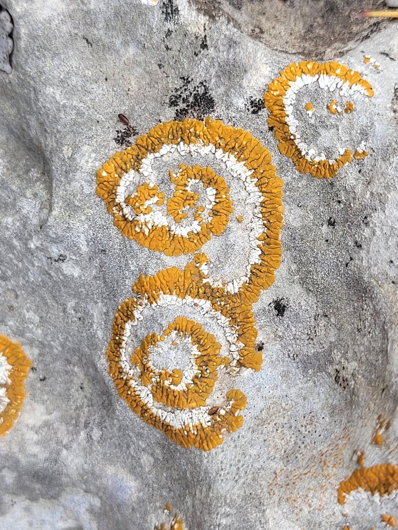 Orange Lichen photo 5