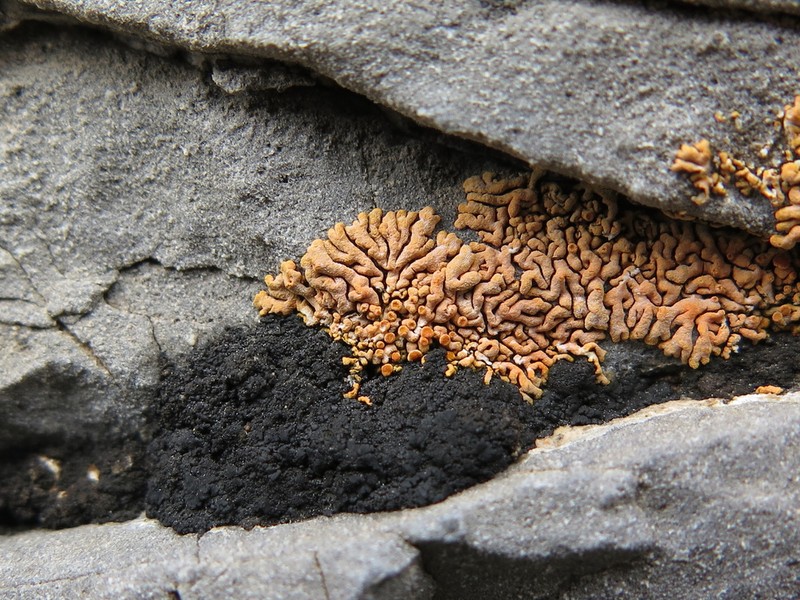Orange Lichen photo 6