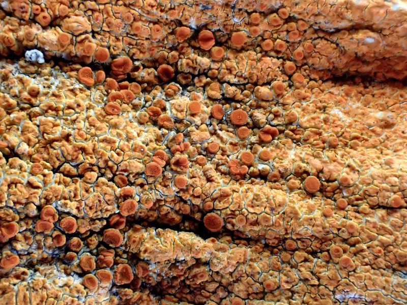 Orange Lichen photo 7