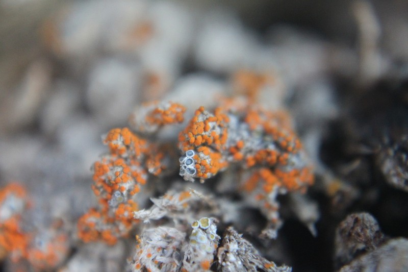 Orange Lichen