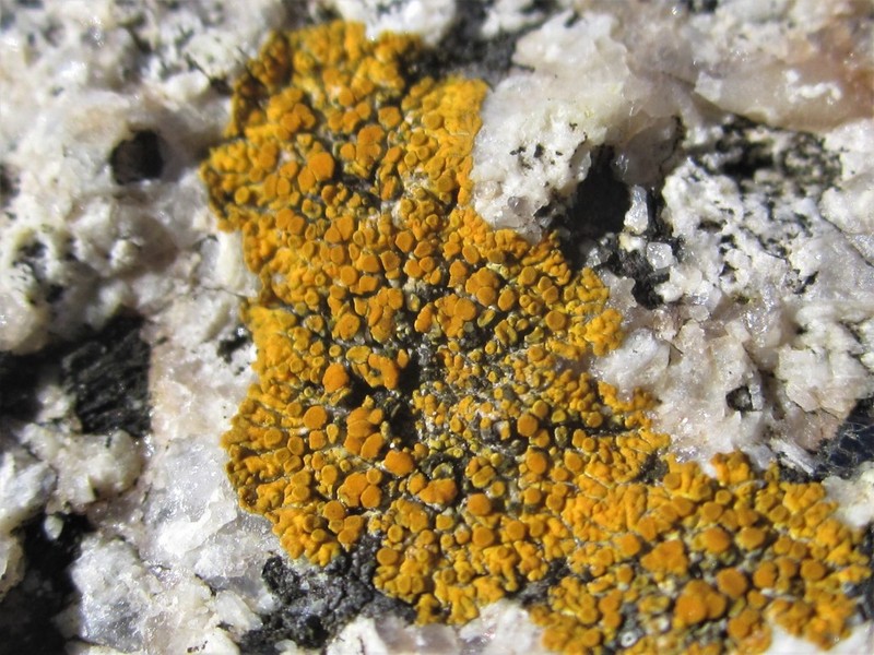 Orange Lichen