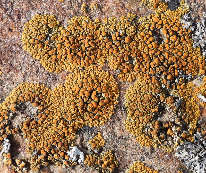 Orange Lichen photo 2