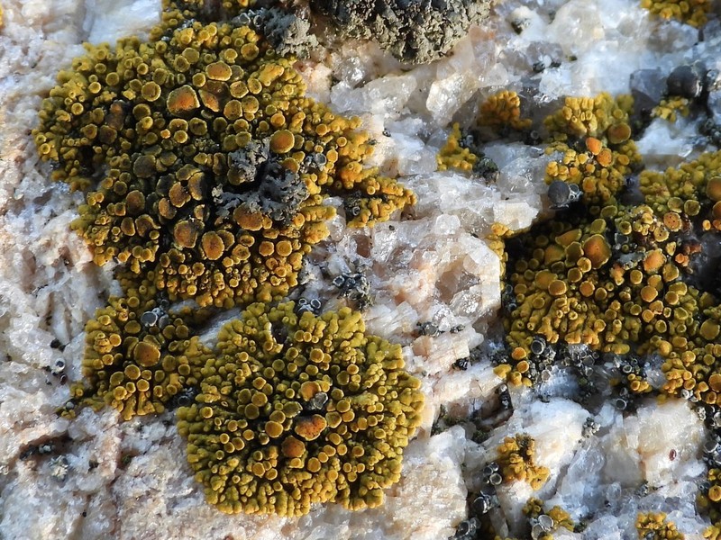 Orange Lichen photo 3