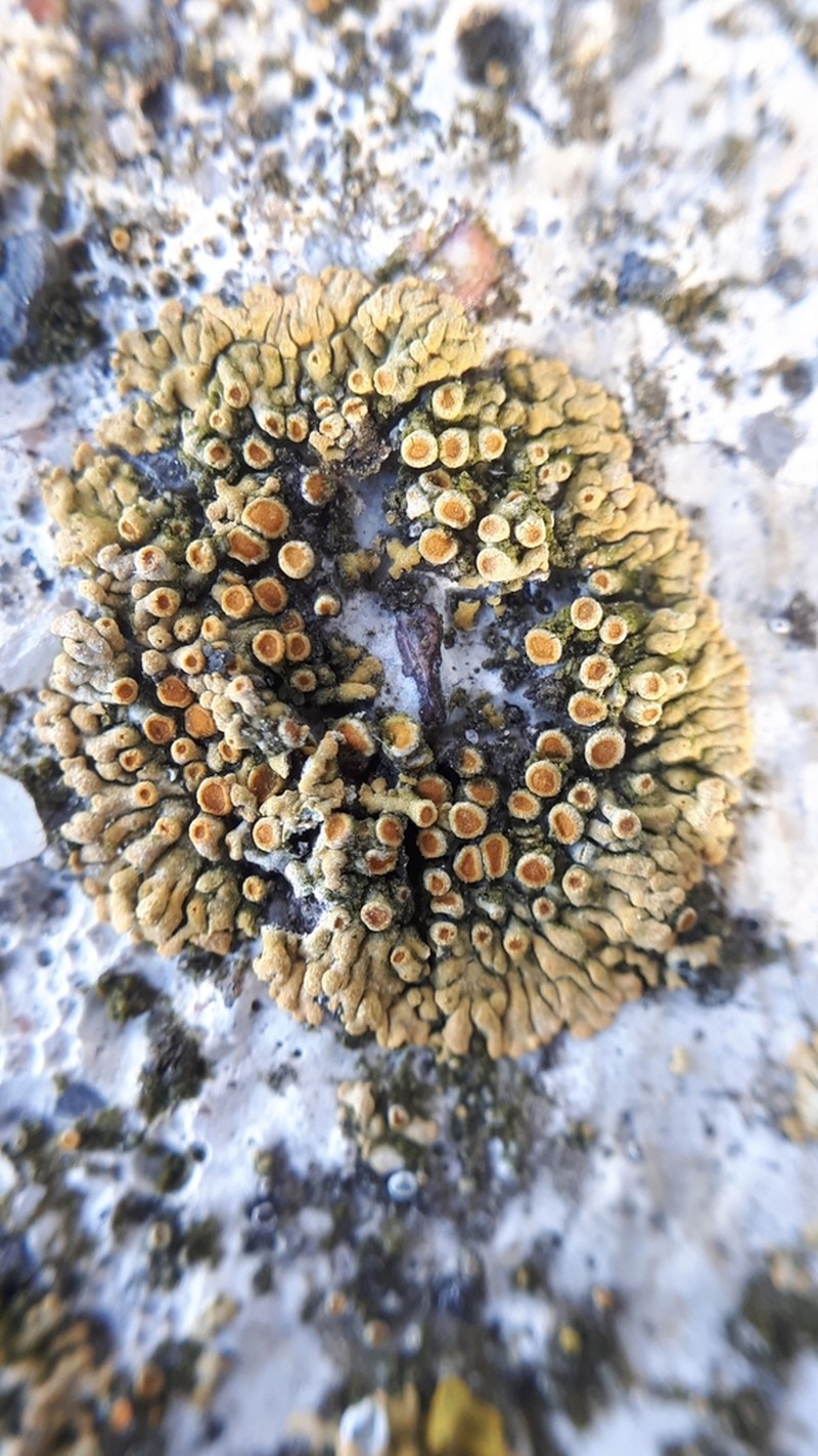 Orange Lichen photo 4
