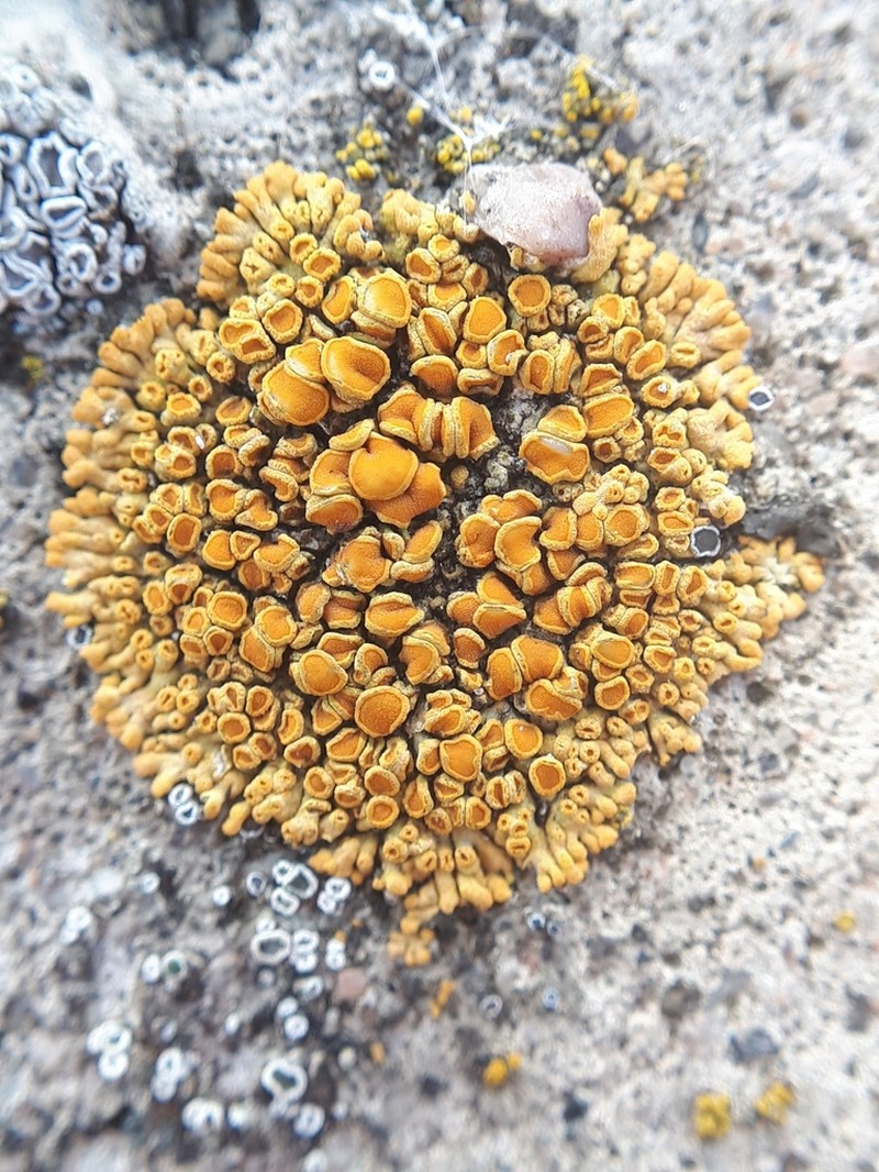 Orange Lichen photo 5