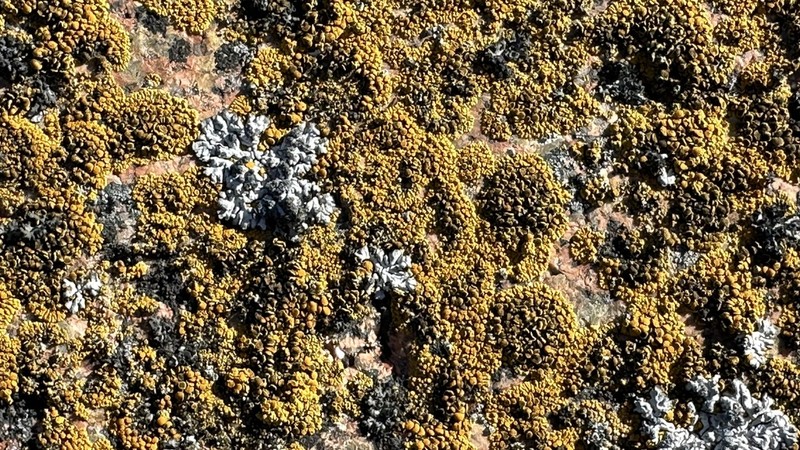 Orange Lichen photo 6