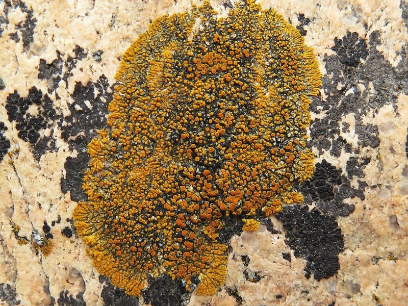 Orange Lichen photo 7