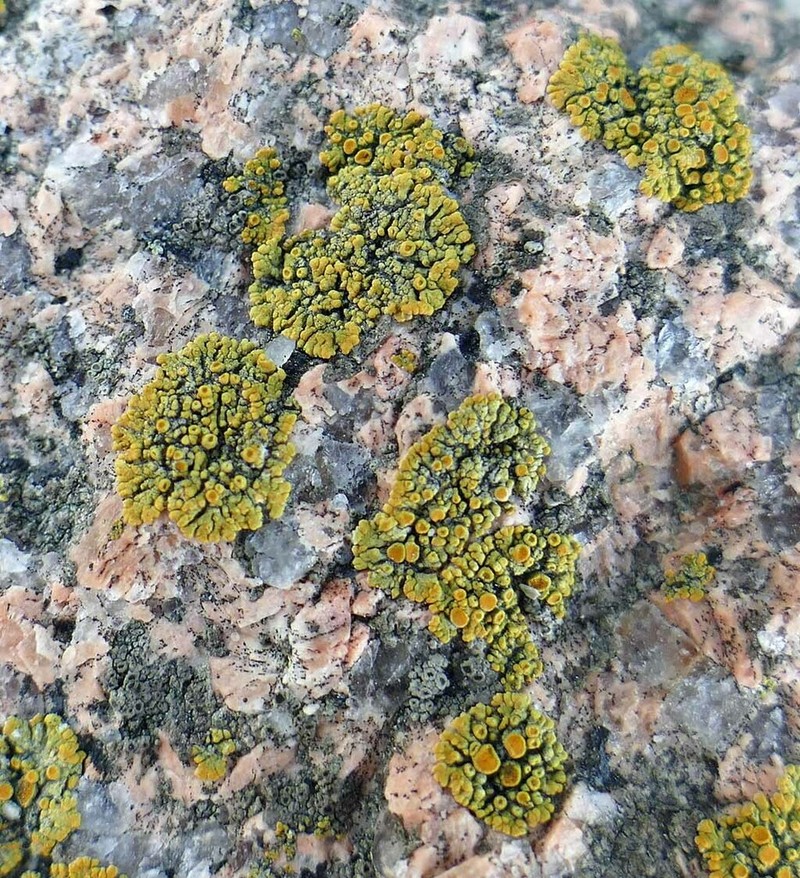 Orange Lichen photo 8