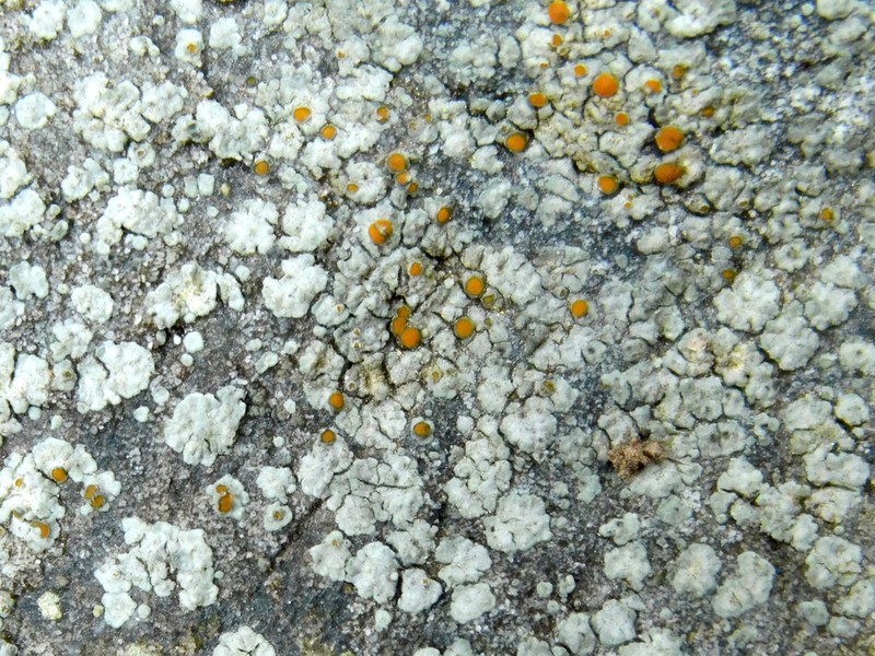 Orange Lichen photo 2