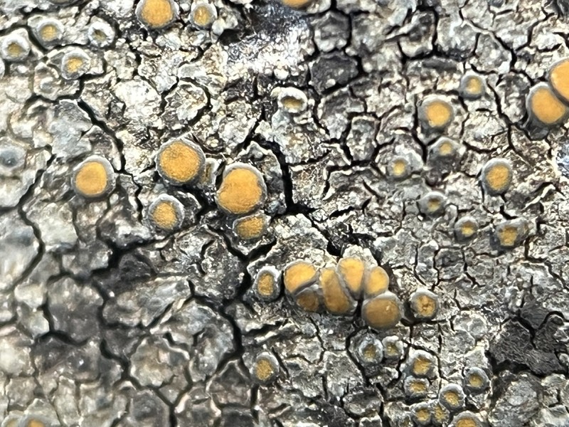 Orange Lichen photo 3