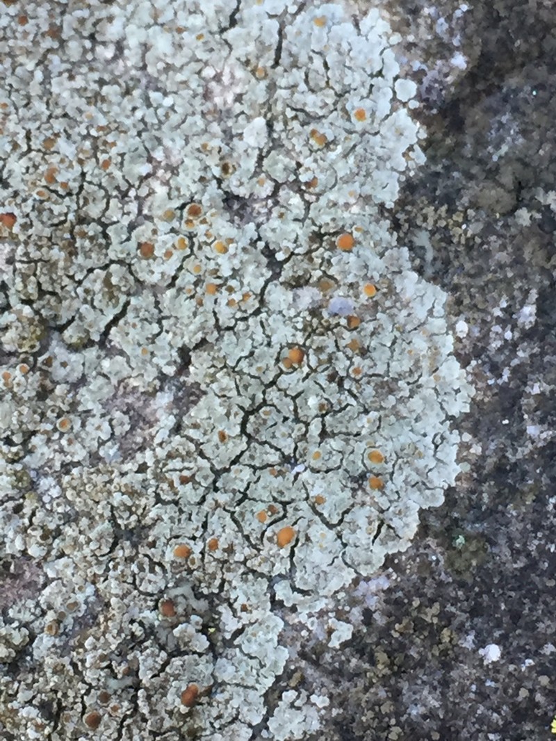 Orange Lichen photo 4