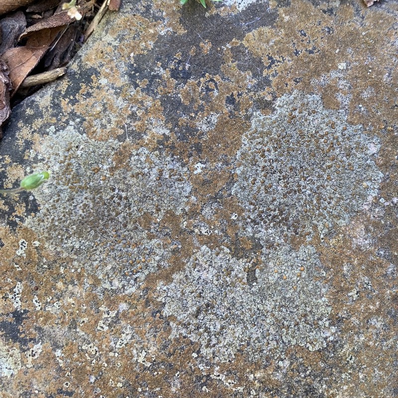Orange Lichen photo 5