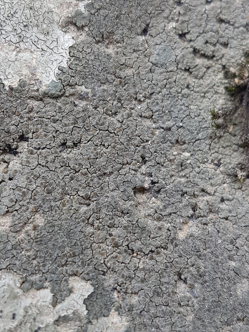 Orange Lichen photo 6