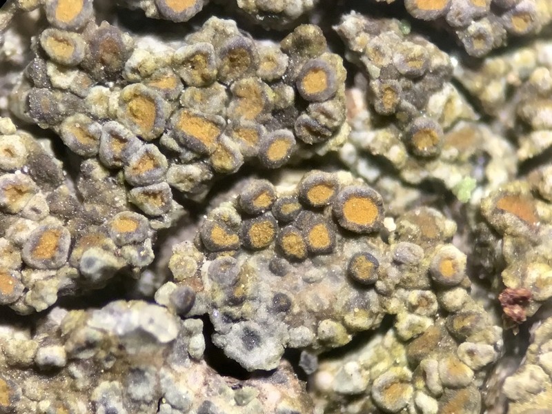 Orange Lichen photo 7