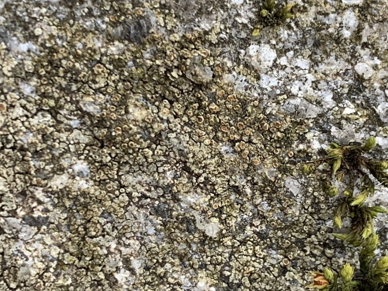 Orange Lichen photo 8