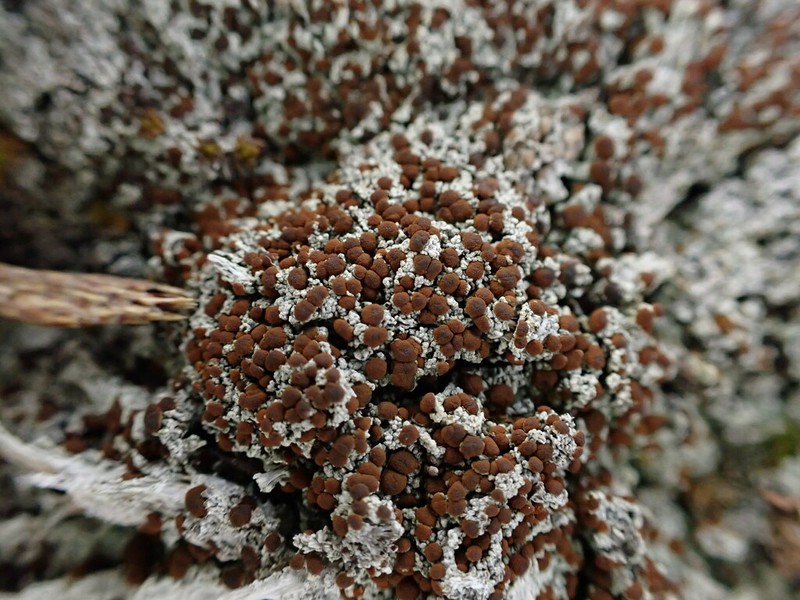 Orange Lichen