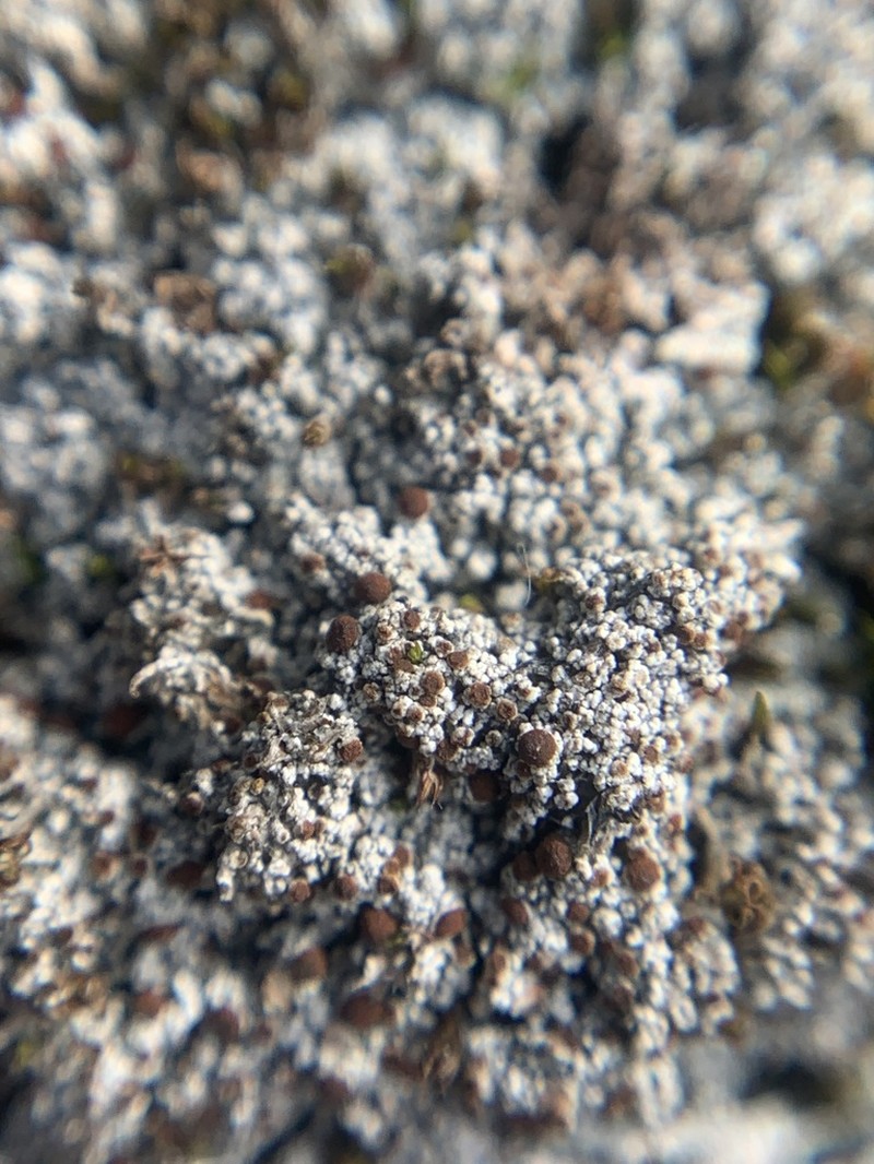 Orange Lichen photo 2