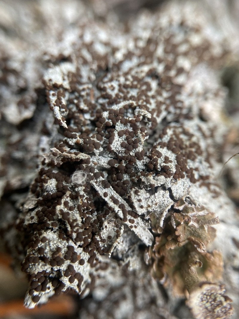 Orange Lichen photo 3