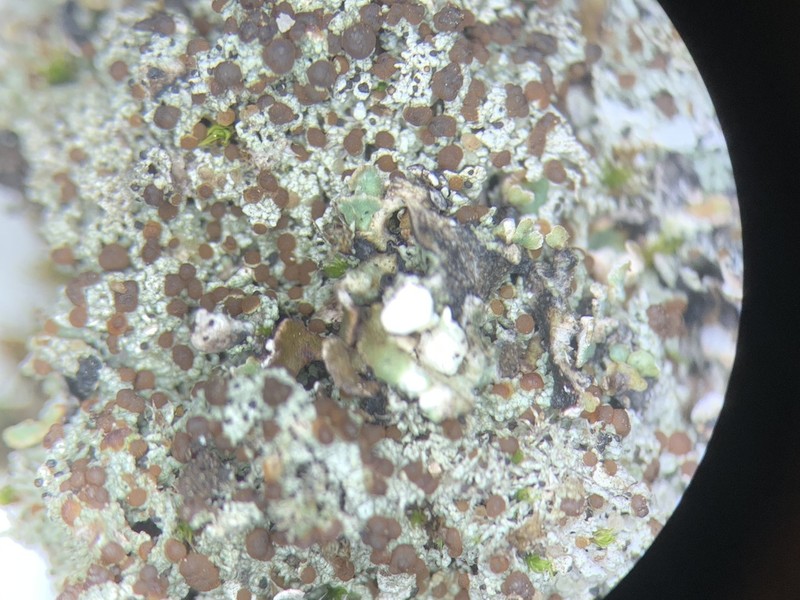 Orange Lichen photo 4
