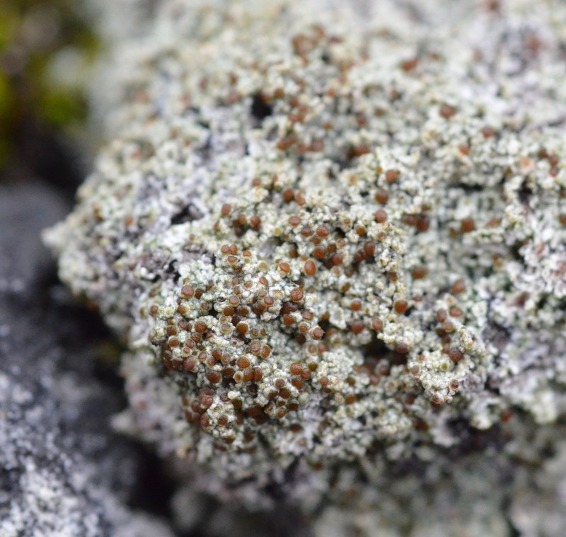 Orange Lichen photo 5